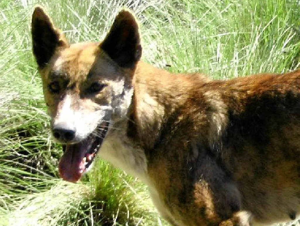 DEBATE about best tactics to reduce wild dog problem. DEBATE about best tactics to reduce wild dog problem.